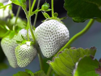 kellen: fruto que conquisto europa y cambio la historia de la frutilla