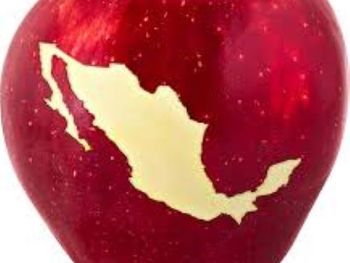 La cosecha comercial de manzanas en méxico fue menor a la prevista.