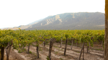 torrontes: diez vinos que definen nuevos caminos en la criolla mas querida