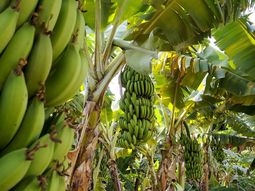 La expansión del TR4 y la Sigatoka negra pone en jaque a millones de pequeños productores en la región. La expansión del TR4 y la Sigatoka negra pone en jaque a millones de pequeños productores en la región.