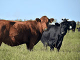 La relación de valores entre un vaquillona preñada y una vaca vacía de descarte se ubica en torno a 2,6, entre un 10% y un 15% superior a lo registrado en los últimos años.