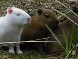 Apareció un carpincho completamente blanco cerca del río: la preocupación de los expertos