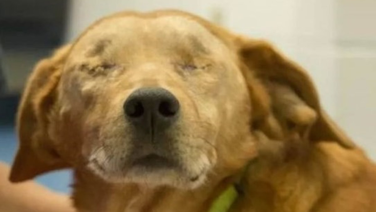 La historia de Rusty, el perro al que le tuvieron que sacar los ojos