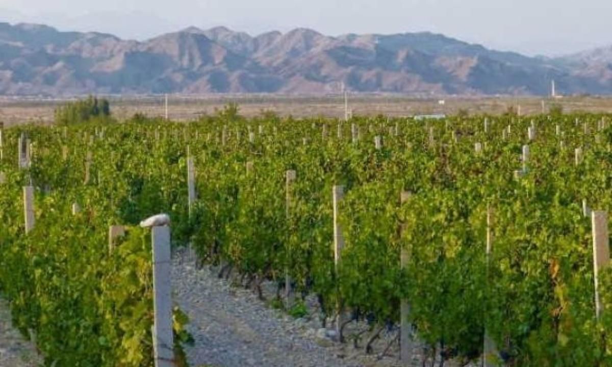 Viñedos en el desierto: así convirtió China miles de hectáreas de tierra estéril en vinos de excelencia