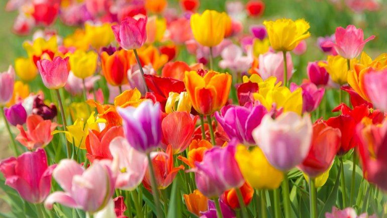 Zodiaco: qué flor debes cultivar según tu signo