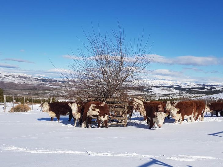 Los productores cuentan que terminado el otoño, hay que dejar en el campo a los animales productivos. Foto de Bertil Hoepke. Los productores cuentan que terminado el otoño, hay que dejar en el campo a los animales productivos. Foto de Bertil Hoepke.