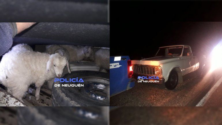 Recuperan veinte cabras robadas que llevaban en una camioneta