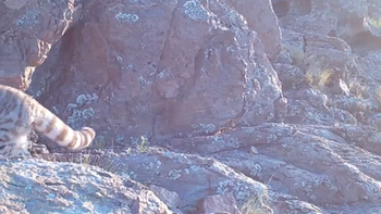 Sólo hay poco más de 2000 ejemplares de este animal. Sólo hay poco más de 2000 ejemplares de este animal.