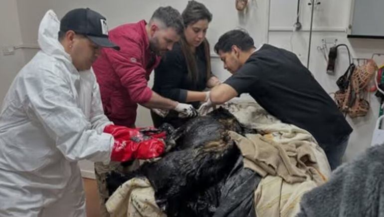 Nico fue rescatado el sábado y sigue bajo observación. Nico fue rescatado el sábado y sigue bajo observación.