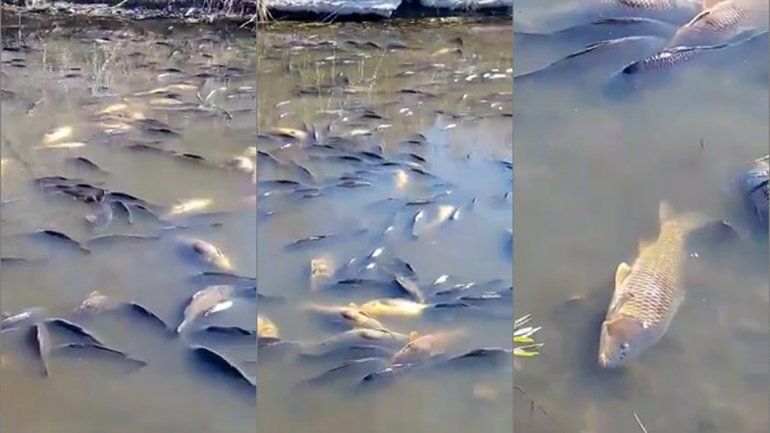 Río Negro: alerta por la muerte de decenas de peces