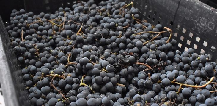 Desafío climático: Los vientos y heladas tardías marcan la identidad de los vinos de Chubut. Desafío climático: Los vientos y heladas tardías marcan la identidad de los vinos de Chubut.