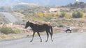La provincia reforzará los controles de animales sueltos en rutas. 