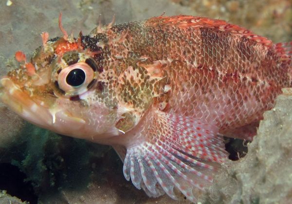 Islas Galápagos suma dos nuevas especies de peces