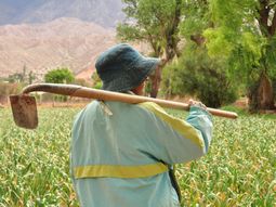“Suelos Vivos de las Américas”, iniciativa que llevan a cabo el C-MASC y el IICA. Foto INTA. “Suelos Vivos de las Américas”, iniciativa que llevan a cabo el C-MASC y el IICA. Foto INTA.