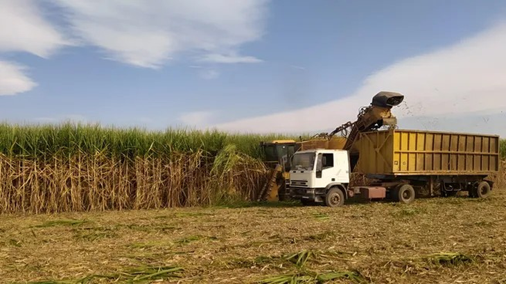 El sector azucarero del norte del país, en alerta. El sector azucarero del norte del país, en alerta.