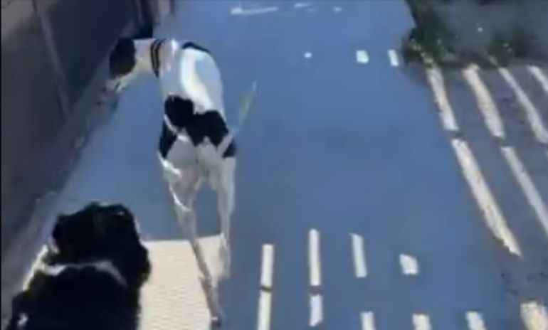 Uno de los primeros paseos de la galga en Puerto Madryn, con su nueva tutora. Uno de los primeros paseos de la galga en Puerto Madryn, con su nueva tutora.