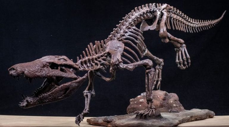 Así es el fósil del Kostensuchus atrox descubierto en la Patagonia. Así es el fósil del Kostensuchus atrox descubierto en la Patagonia.