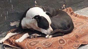 Vaquita es de Santa Cruz y muy querida por los vecinos de Pico Truncado. Vaquita es de Santa Cruz y muy querida por los vecinos de Pico Truncado.