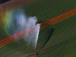 Los pesticidas ya contaminan el 70% de los campos europeos, y afecta a la comida. Foto: The Associated Press Los pesticidas ya contaminan el 70% de los campos europeos, y afecta a la comida. Foto: The Associated Press