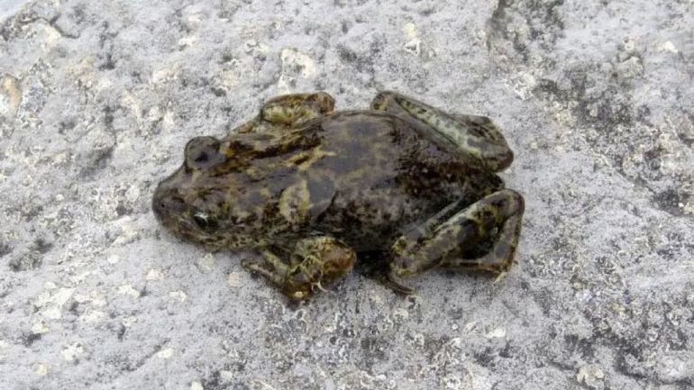 Buscan proteger a la Ranita Patagónica, un tesoro natural exclusivo de Neuquén