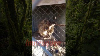 desde el refugio luan negaron maltrato: el mono esta lastimado por un accidente