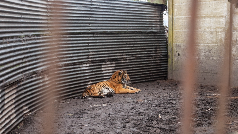 Exitoso rescate de 2 tigres de bengala en Balcarce