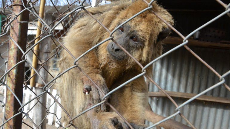 La mona fue atacada por otro animal y perdió parte de un dedo. Ahora tendrán que operarla.