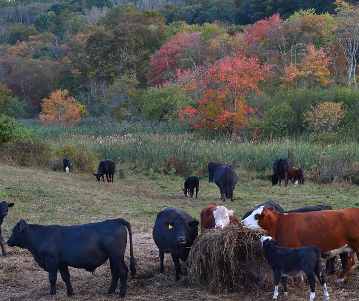 La línea para el sector ganadero incluye a los rubros ovino, caprino y bovino. Foto: gobierno de Neuquén. La línea para el sector ganadero incluye a los rubros ovino, caprino y bovino. Foto: gobierno de Neuquén.