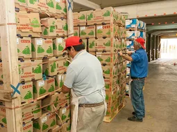 Pese a la caída interanual registrada, los stocks de pera siguen siendo elevados. Pese a la caída interanual registrada, los stocks de pera siguen siendo elevados.