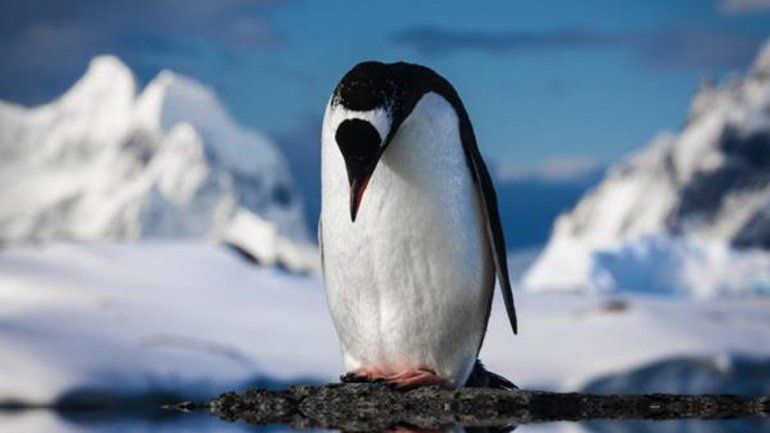 Los pingüinos de la Antártida podrían desaparecer por el cambio climático