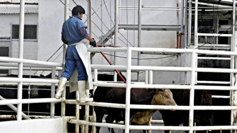 El matadero de Centenario está paralizado y necesita inversión.