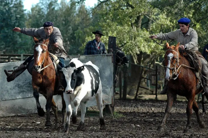 La mayor parte del ganado en Uruguay crece al aire libre y se alimenta de pasturas. Foto: AFP La mayor parte del ganado en Uruguay crece al aire libre y se alimenta de pasturas. Foto: AFP