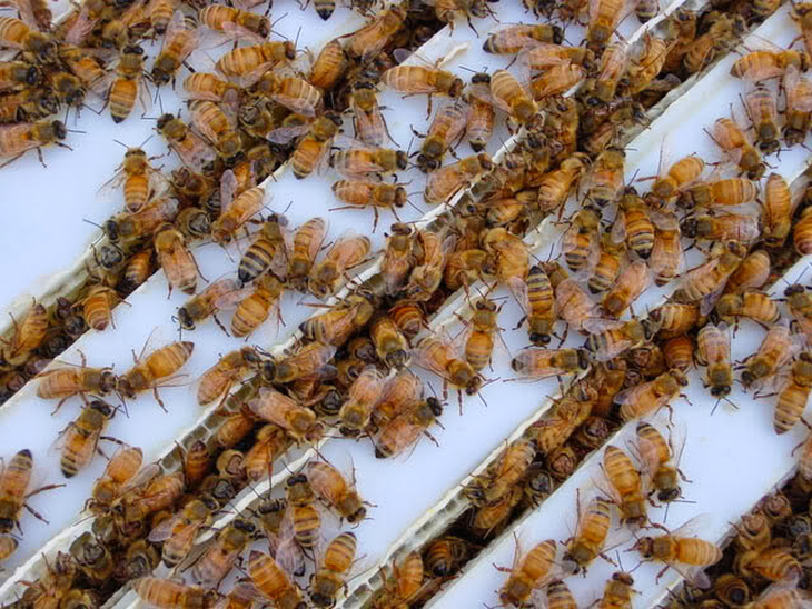 Exportaciones estables en 85.000 toneladas: pese a brotes excepcionales, el dólar impulsa precios y fortalece la apicultura argentina contra amenazas como la loque.