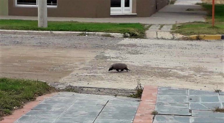 En plena cuarentena, un peludo se paseó por el centro de San Antonio Oeste