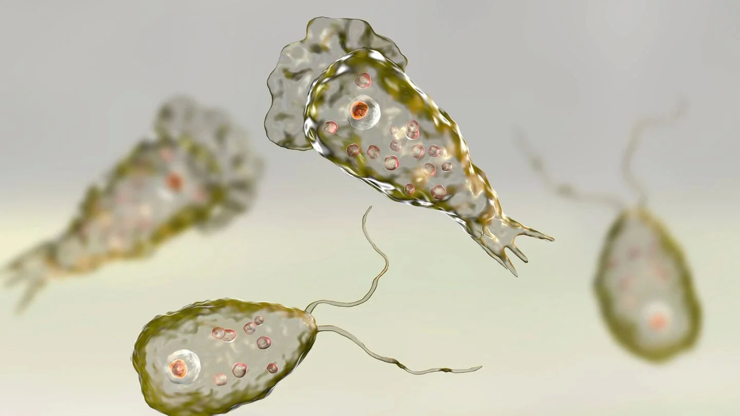 Un nene murió luego de infectarse con la ameba comecerebros en un río