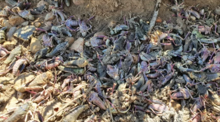 Los estallidos poblacionales de la tucura sapo se repiten cada tres años, explican los especialistas, y sus causas todavía están en estudio. Los estallidos poblacionales de la tucura sapo se repiten cada tres años, explican los especialistas, y sus causas todavía están en estudio.