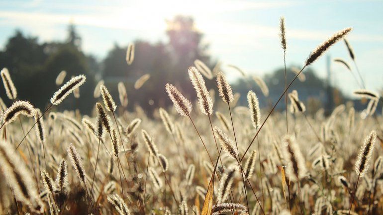 Sale el sol y llegan las alergias: qué hacer y cómo prevenirlas
