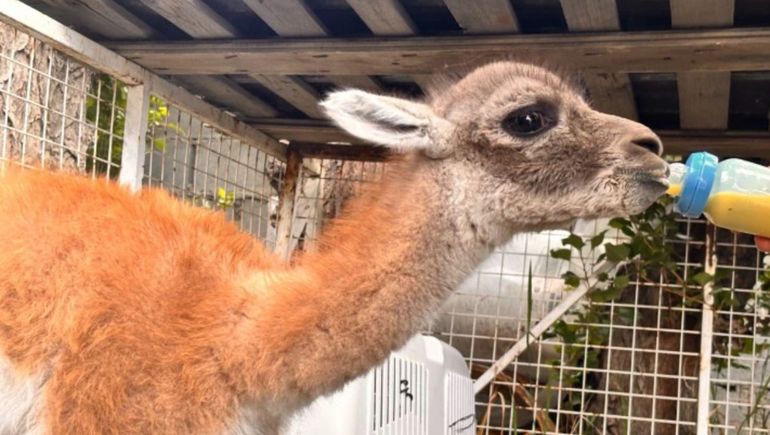 Tras una denuncia anónima