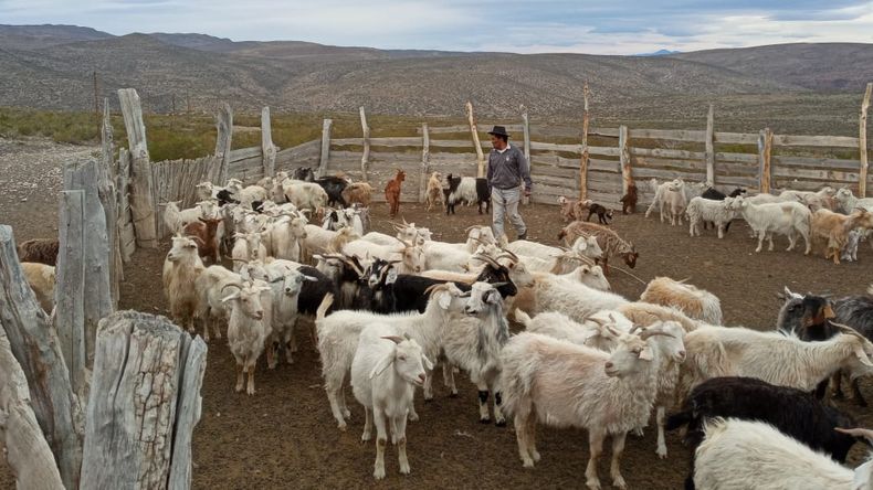 “Si no descargamos ahora, el pastizal no resistirá el verano”. Carlos Caivano, Dir. de Ganadería. | LM Neuquen “Si no descargamos ahora, el pastizal no resistirá el verano”. Carlos Caivano, Dir. de Ganadería.