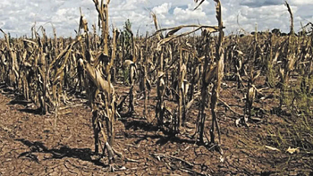 mientras, seguimos viendo gh: la bronca de un productor por la sequia mientras, seguimos viendo gh: la bronca de un productor por la sequia