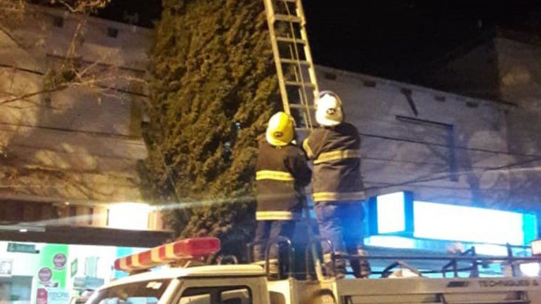 Los bomberos dejarán de rescatar gatos atrapados en árboles o postes