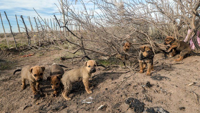 Maltrato animal: se hicieron 1.622 denuncias en 2021