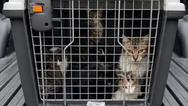 Tenía más de 50 gatos maltratados y algunos muertos en su casa: ahora les buscan familia.