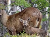 El huemul es una emblemática especie de la patagonia que se encuentra en peligro de extinción.