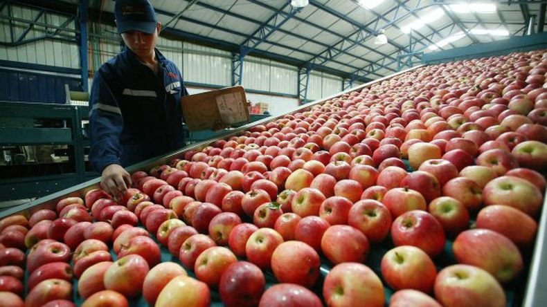 La cosecha efectiva de manzana quedó unas 50.000 toneladas por debajo de la del año pasado.