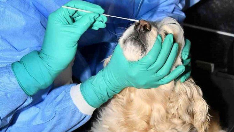 Hallan un coronavirus que ya fue contagiado de perros a humanos