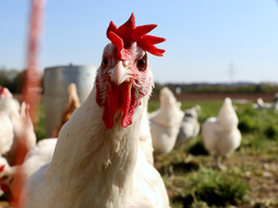 El pollo que consumimos actualmente creció un 400% en 50 años. El pollo que consumimos actualmente creció un 400% en 50 años.