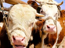 La ganadería de Xinjiang está escribiendo una nueva historia.. La ganadería de Xinjiang está escribiendo una nueva historia..