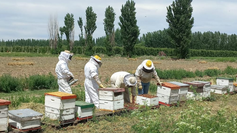 Récord apícola 2025: 60.622 toneladas exportadas, el mayor volumen en los últimos siete años | LM Neuquen Récord apícola 2025: 60.622 toneladas exportadas, el mayor volumen en los últimos siete años