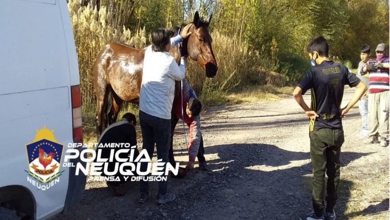 Rescataron a una yegua que se cayó al agua en el oeste